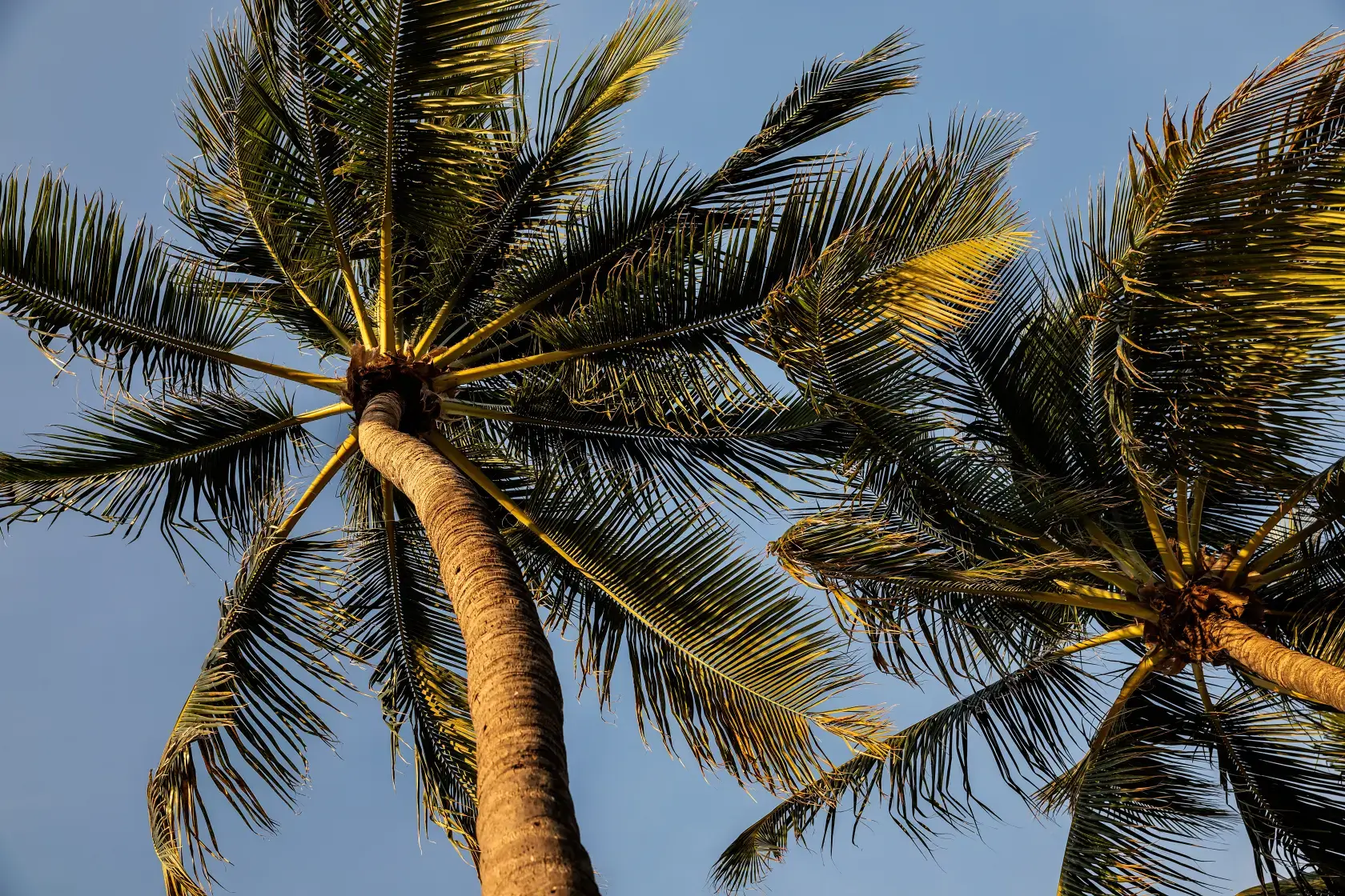 Palmtrees